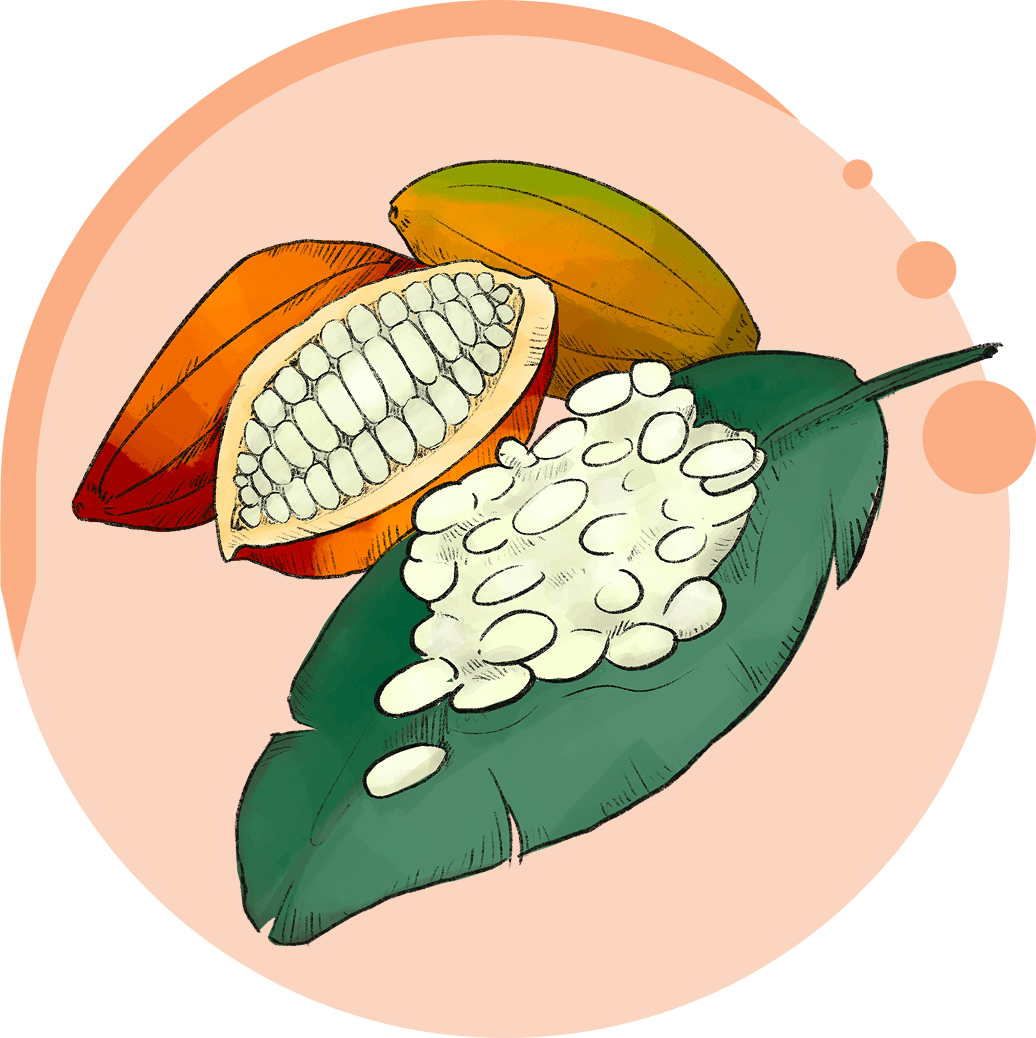 STEP 01: Harvest & Ferment